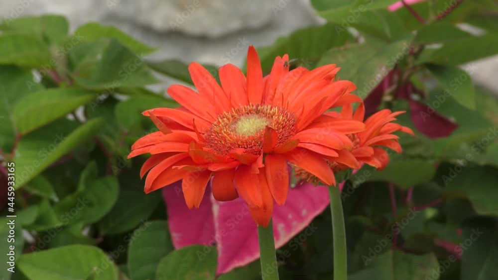 Red summer flower Red summer flower