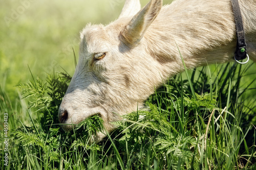 Beige goat greedily eats fresh juicy grass
