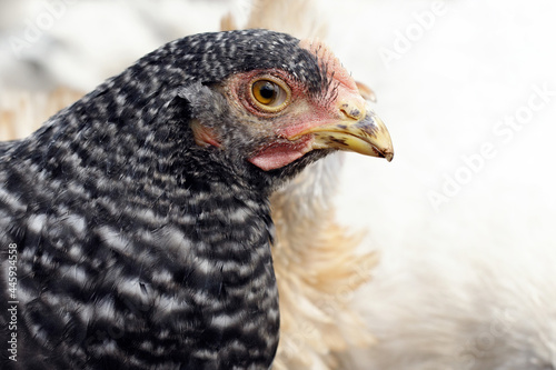 Closeup close up detail of speckled hen chicken head.