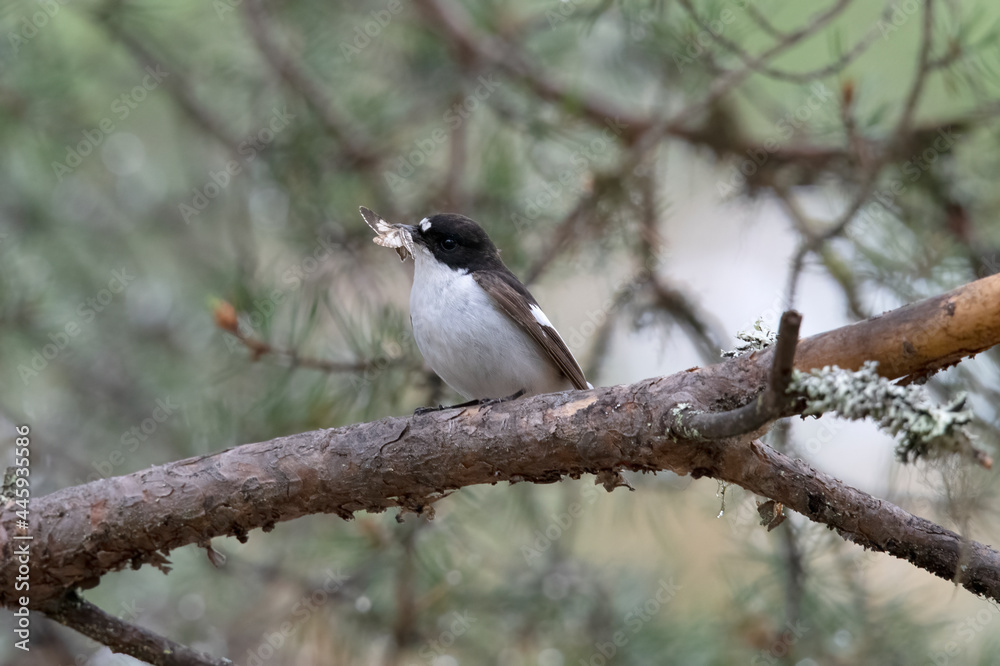 European Pied Flycatcher in Swedish forest. European Pied Flycatcher in Swedish forest.