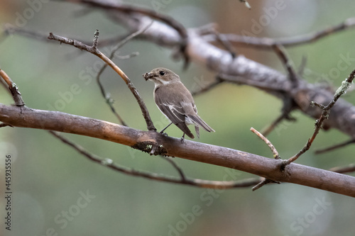 European Pied Flycatcher in Swedish forest.