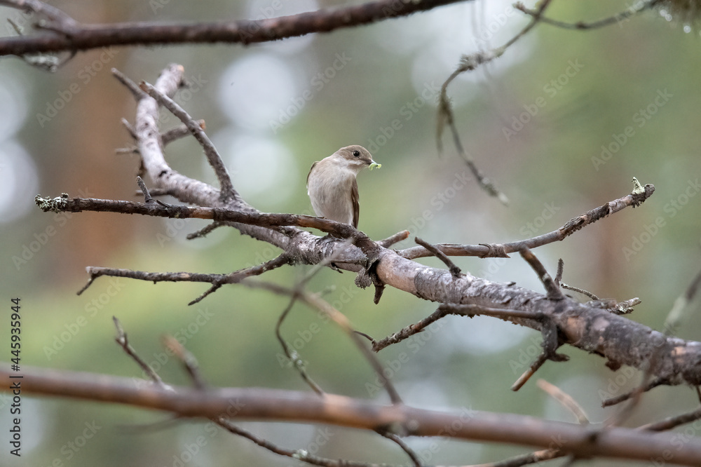 European Pied Flycatcher in Swedish forest. European Pied Flycatcher in Swedish forest.