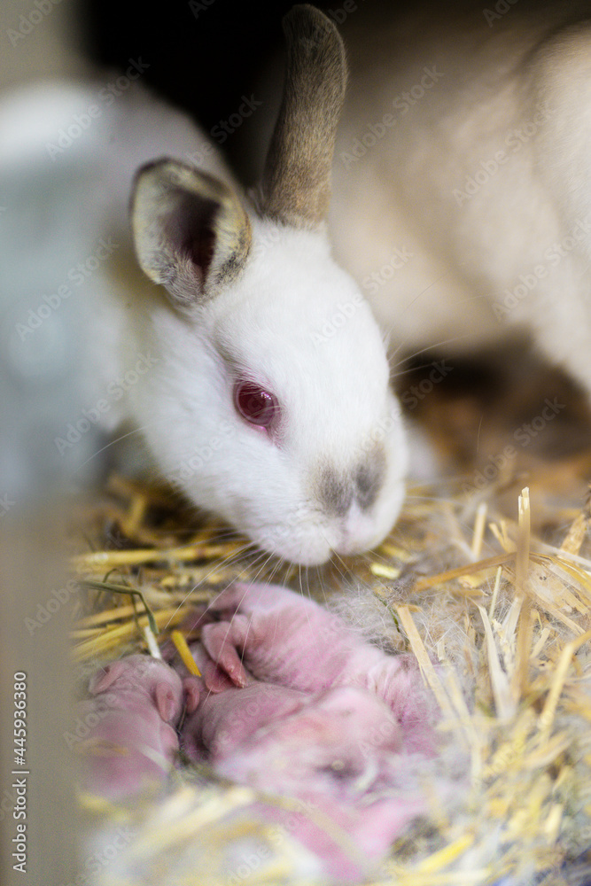 An albino rabbit takes care of newborn rabbits in a nest in the hay. An albino rabbit takes care of newborn rabbits in a nest in the hay.