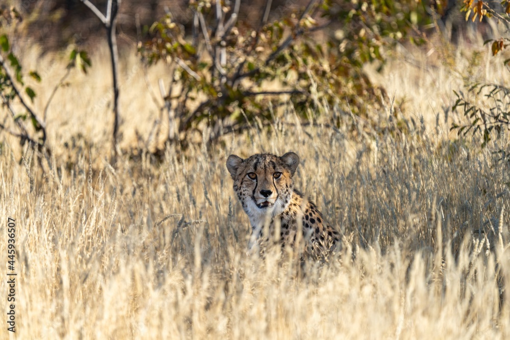 Cheetah in the grass Cheetah in the grass