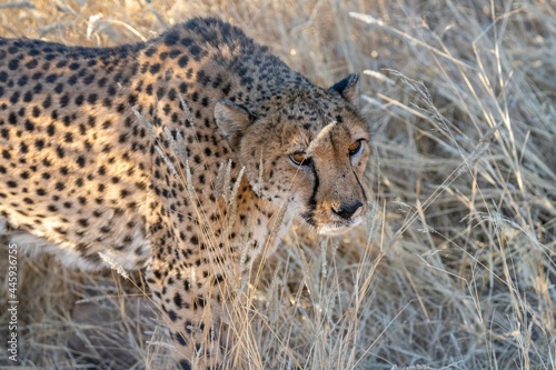 Angry cheetah