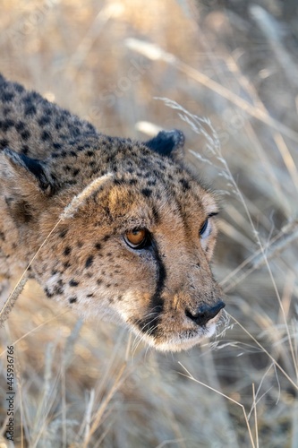 Angry cheetah