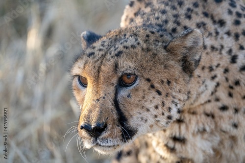 Angry cheetah
