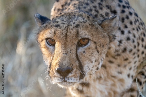 Angry cheetah photo