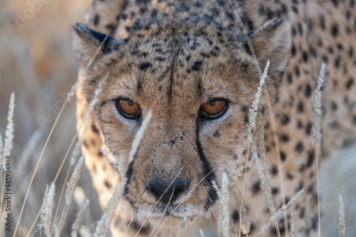 Angry cheetah