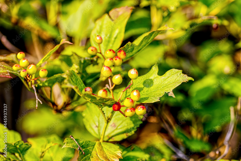 close up of unripe elder berries