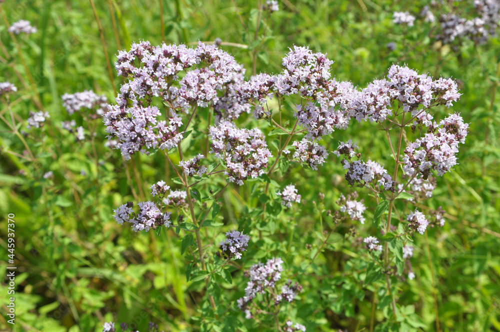 Obraz premium Summer flowering Origanum vulgare
