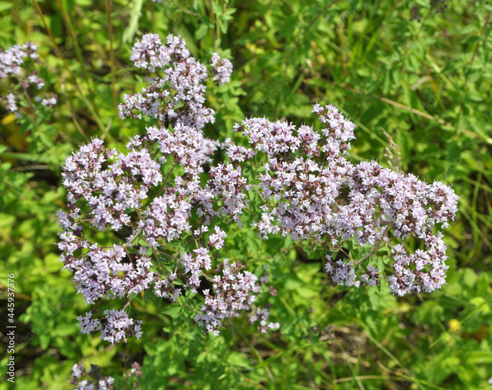 Fototapeta premium Summer flowering Origanum vulgare
