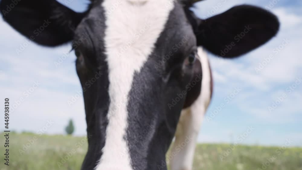 Black and White Dairy Cow Standing On Green Meadow Against Background ...