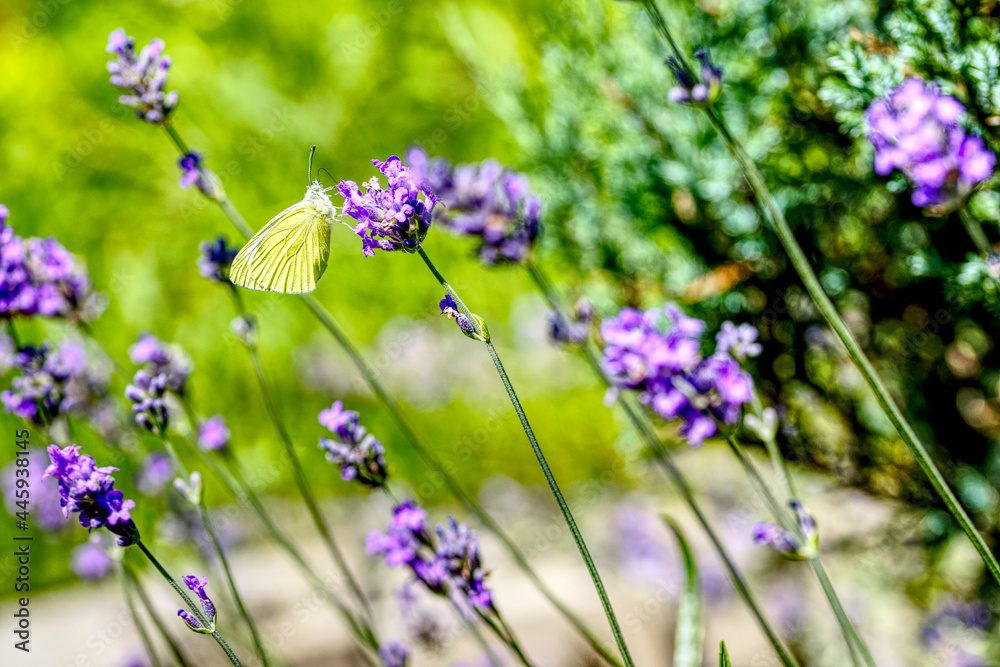 cabbage white butterfly on blooming lavender cabbage white butterfly on blooming lavender