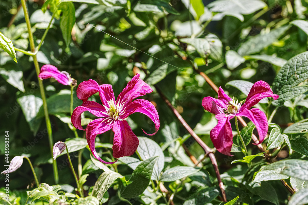 Fototapeta premium close up of blooming clematis