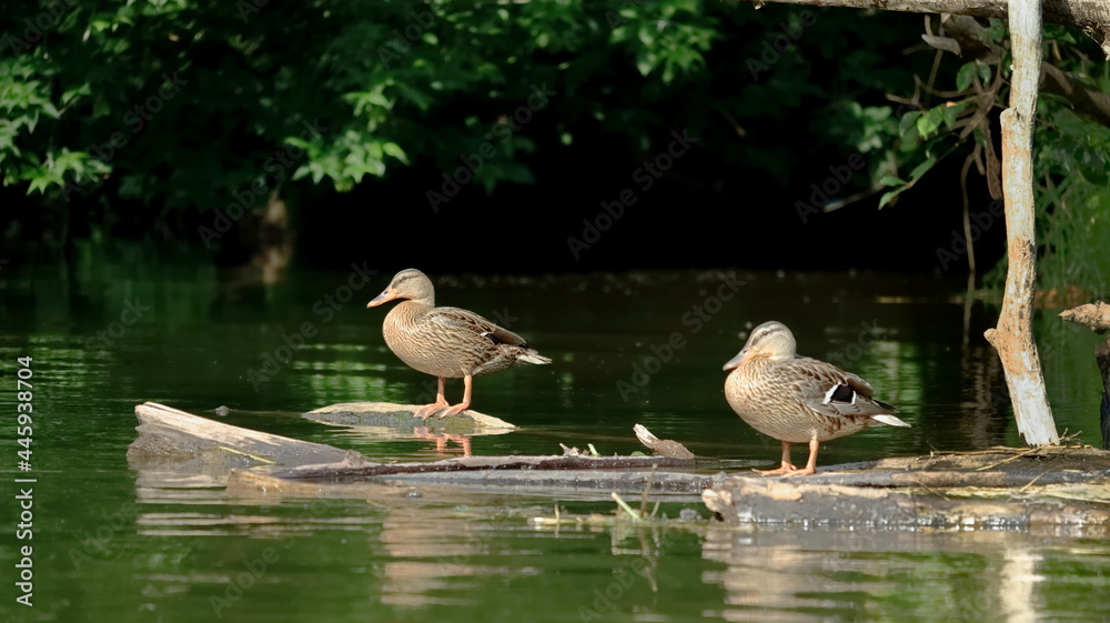 Fototapeta premium kaczki, ducks, kaczki nad wodą, ducks by the water
