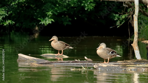 kaczki, ducks, kaczki nad wodą, ducks by the water