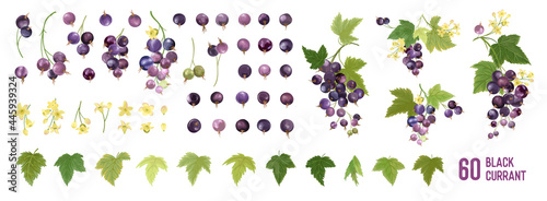 Black Currant Fruit watercolor element set. Isolated collection of berries, fruits, leaves on white