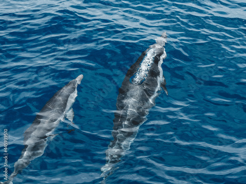 Dolphins swimming underwater. Baby dolphin and his mother, moment before jumping. Gran Canaria - Spain © anze