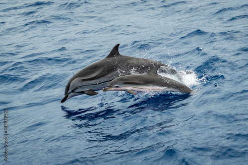 Baby dolphin and his mother jumping in the water. Gran Canaria - Spain.