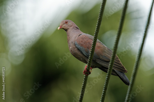 Red-billed Pigeon - Patagioenas flavirostris relatively large, robust species of pigeon, breeding from Texas, United States to Costa Rica, coastal and lowland areas of Mexico and Central America. photo