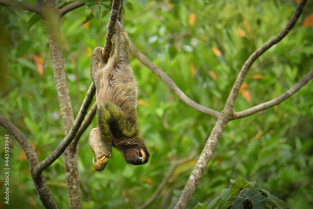 Fototapeta premium Brown-throated sloth - Bradypus variegatus species of three-toed sloth found in the Neotropical realm of Central and South America, mammal found in the forests of South and Central America