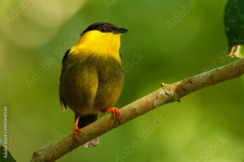 Slika na platnu Golden-collared manakin - Manacus vitellinus black and yellow bird in family Pip
