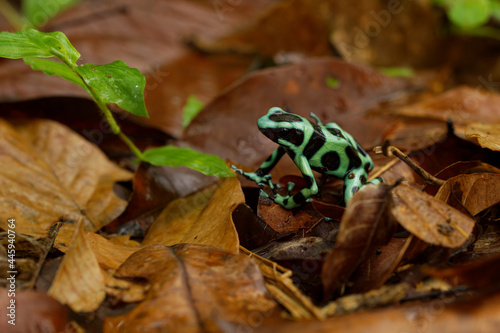 Konstfotografi Dendrobates auratus - Green and black poison dart frog also green-and-black pois