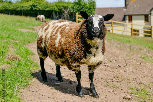 Φωτογραφία sheep in a pasture looking at the camera