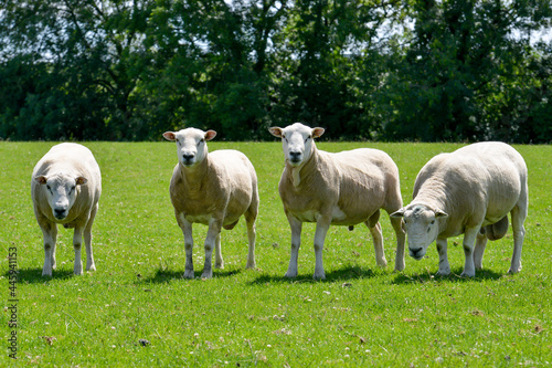 Herd of sheep in a lush green field 