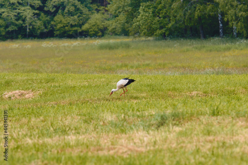stork in the field © Tomasz