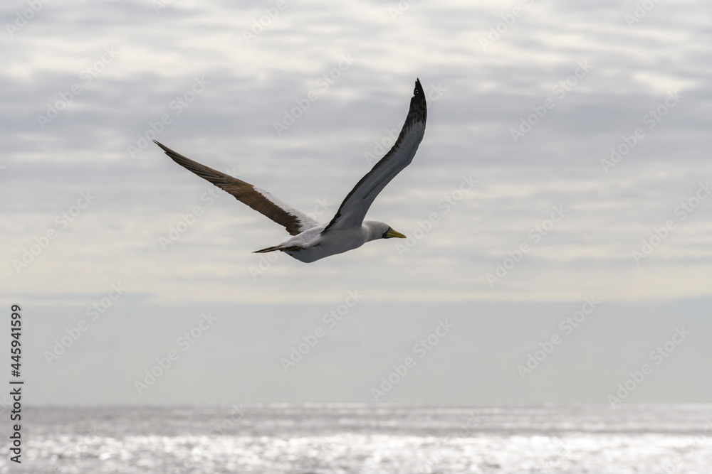 Flying gannet - large seabird with mainly white plumage Flying gannet - large seabird with mainly white plumage
