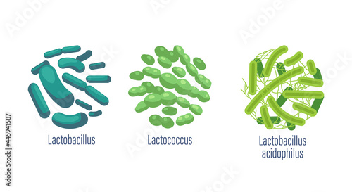 Set of Probiotic Bacteria Lactobacillus, Lactococcus and Acidophilus Good Microbes for Gut Health and Microbial Flora