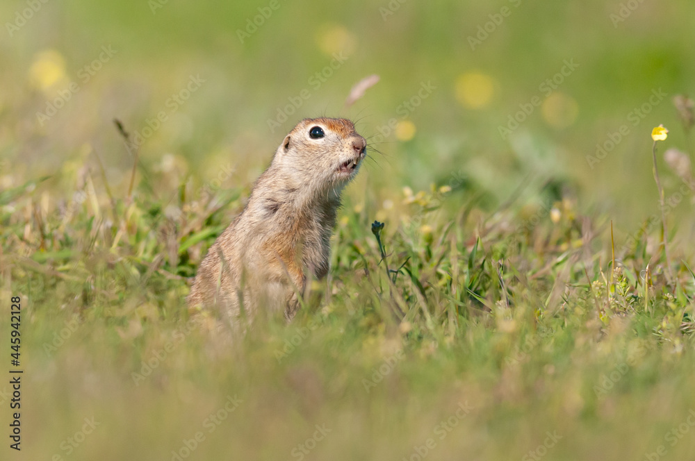 Ground squirrel Spermophilus pygmaeus peeps out of the hole Ground squirrel Spermophilus pygmaeus peeps out of the hole