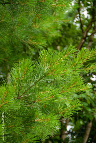 close up of white pine needles