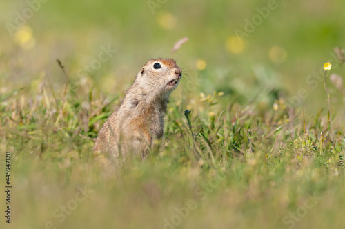 Ground squirrel Spermophilus pygmaeus peeps out of the hole