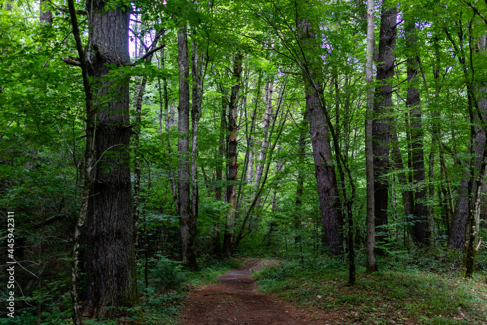 Fototapeta premium Beautiful tree lined forest path - North Carolina Eastern United States