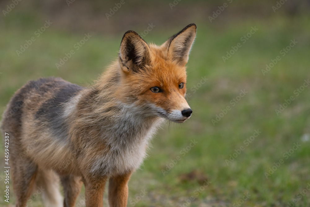 Portrait of a red fox Vulpes vulpes on a green background