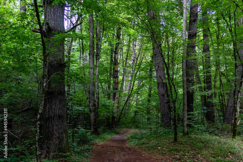 Beautiful tree lined forest path - North Carolina Eastern United States