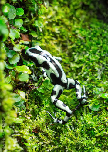 Wall of grown small leaves of a plant with green frog