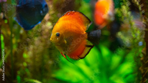 orange and blue discus floating among algae in aquarium