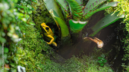 Wall of grown small leaves of a plant with little frog