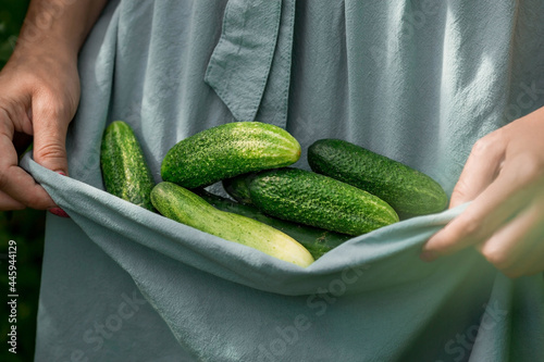 A farmer in a cotton apron picks cucumbers in the greenhouse. The concept of harvesting. Summer and autumn on the farm are filled with organic natural themes. Hands of a girl with vegetables close-up.