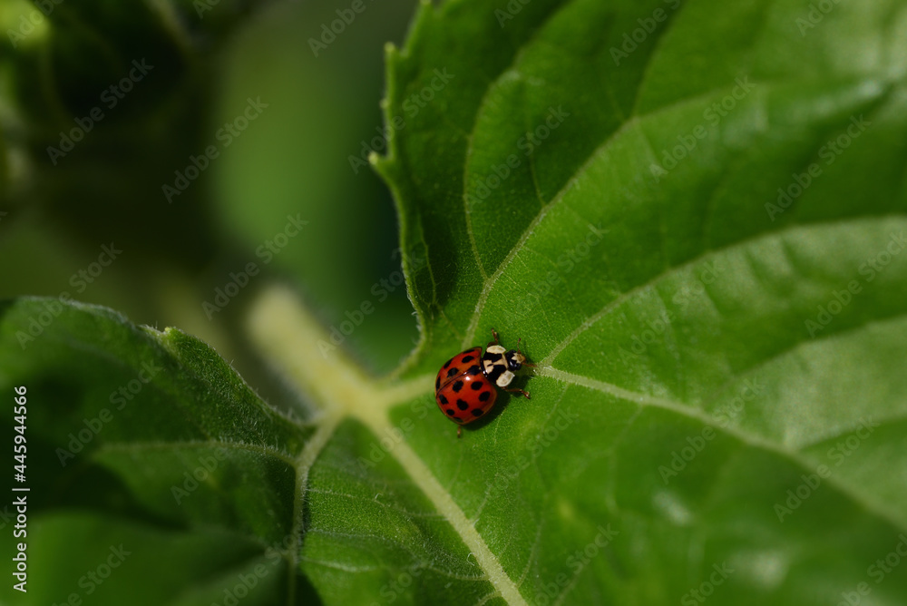 A small red Asian ladybug, with many black spots, climbs on a large green leaf in nature A small red Asian ladybug, with many black spots, climbs on a large green leaf in nature