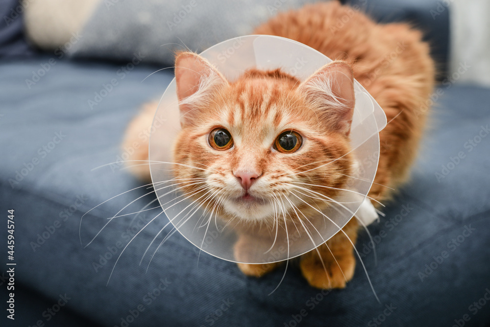 Naklejka premium orange cat with veterinairy cone