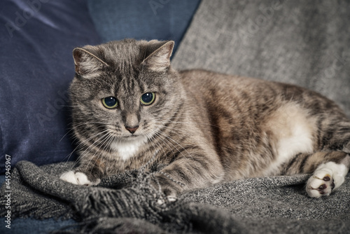 Grey cat is plaing on sofa