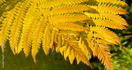 autumn grass leaves in the forest close up
