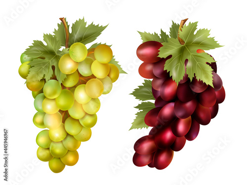 Realistic wine grapes and table grapes. Fresh fruit. Set of miscellaneous 3d realistic vector objects. Food icon set isolated on white background