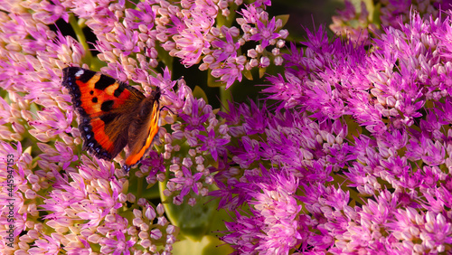 orange butterfly on pink flower