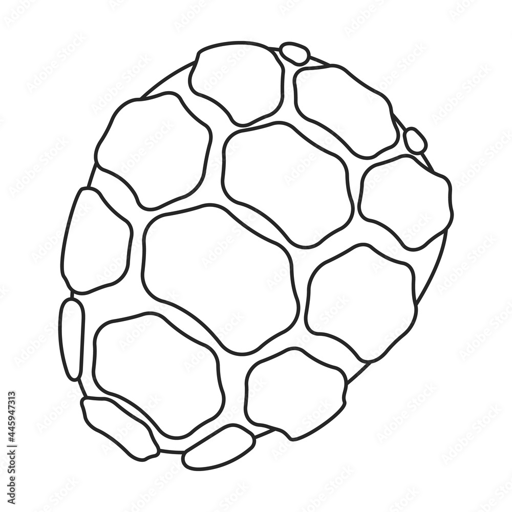 Obraz premium Pine cone vector outline icon. Vector illustration pinecone on white background. Isolated outline illustration icon of cone fir.